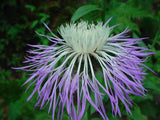 Centaurea rothrockii | Basketflower | Knapweed | Madrean Starthistle | 10_Seeds