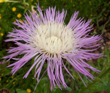 Centaurea rothrockii | Basketflower | Knapweed | Madrean Starthistle | 10_Seeds