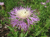 Centaurea rothrockii | Basketflower | Knapweed | Madrean Starthistle | 10_Seeds