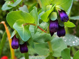 Cerinthe major Purpurascens | Honeywort | Blue Shrimp | 5_Seeds