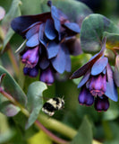 Cerinthe major Purpurascens | Honeywort | Blue Shrimp | 5_Seeds