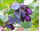 Cerinthe major Purpurascens | Honeywort | Blue Shrimp | 5_Seeds