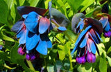 Cerinthe major Purpurascens | Honeywort | Blue Shrimp | 5_Seeds