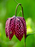 Fritillaria meleagris | Snakes Head Fritillary | Checkered Lily | 10_Seeds