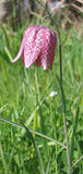 Fritillaria meleagris | Snakes Head Fritillary | Checkered Lily | 10_Seeds
