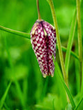 Fritillaria meleagris | Snakes Head Fritillary | Checkered Lily | 10_Seeds