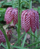 Fritillaria meleagris | Snakes Head Fritillary | Checkered Lily | 10_Seeds