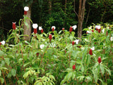 Costus speciosus | Crepe Malay Ginger | Canereed  | 20_Seeds