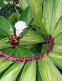 Costus speciosus | Crepe Malay Ginger | Canereed  | 20_Seeds