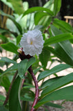 Costus speciosus | Crepe Malay Ginger | Canereed  | 20_Seeds