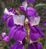 Collinsia heterophylla | Chinese Houses | 200_Seeds