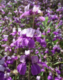 Collinsia heterophylla | Chinese Houses | 200_Seeds