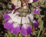 Collinsia heterophylla | Chinese Houses | 200_Seeds