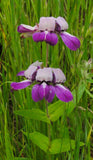Collinsia heterophylla | Chinese Houses | 200_Seeds