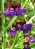 Collinsia heterophylla | Chinese Houses | 200_Seeds