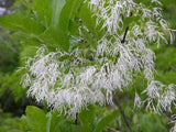 Chionanthus virginicus |  Fringe Tree | Grancy Graybeard | 5_Seeds