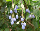 Chionanthus virginicus |  Fringe Tree | Grancy Graybeard | 5_Seeds