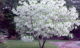 Chionanthus virginicus |  Fringe Tree | Grancy Graybeard | 5_Seeds