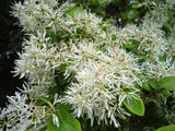 Chionanthus virginicus |  Fringe Tree | Grancy Graybeard | 5_Seeds