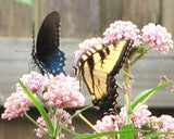 Asclepias incarnata Carmine-Rose | Cinderella | 50_Seeds