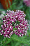Asclepias incarnata Carmine-Rose | Cinderella | 50_Seeds