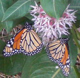 Asclepias incarnata Carmine-Rose | Cinderella | 50_Seeds