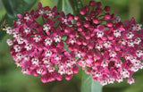 Asclepias incarnata Carmine-Rose | Cinderella | 50_Seeds