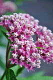 Asclepias incarnata Carmine-Rose | Cinderella | 50_Seeds