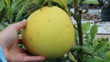 Citrus maxima Red Flesh | Chinese Grapefruit | Pomelo | Pumello | 5_Seeds