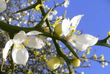 Poncirus trifoliata | Contorted Flying Dragon | Trifoliate Orange | 10_Seed