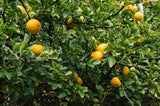 Poncirus trifoliata | Contorted Flying Dragon | Trifoliate Orange | 10_Seed