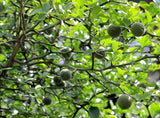 Poncirus trifoliata | Contorted Flying Dragon | Trifoliate Orange | 10_Seed