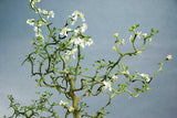 Poncirus trifoliata | Contorted Flying Dragon | Trifoliate Orange | 10_Seed