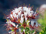Polanisia dodecandra | Dwarf Cleome | Clammy Weed | 50_Seeds
