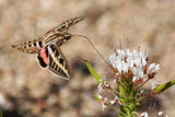 Polanisia dodecandra | Dwarf Cleome | Clammy Weed | 50_Seeds