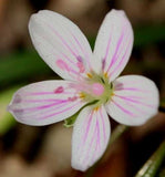 Claytonia virginica | SpringBeauty | Fairy Spud | Good Morning Spring | 20_Seeds