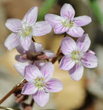 Claytonia virginica | SpringBeauty | Fairy Spud | Good Morning Spring | 20_Seeds