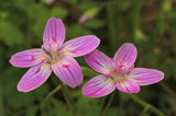 Claytonia virginica | SpringBeauty | Fairy Spud | Good Morning Spring | 20_Seeds