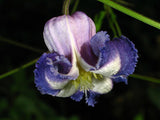 Clematis crispa | Curly Swamp LeatherFlower | Blue Jasmine | 5_Seeds