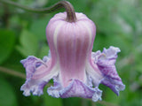 Clematis crispa | Curly Swamp LeatherFlower | Blue Jasmine | 5_Seeds