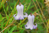 Clematis crispa | Curly Swamp LeatherFlower | Blue Jasmine | 5_Seeds