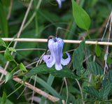 Clematis crispa | Curly Swamp LeatherFlower | Blue Jasmine | 5_Seeds