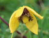 Clematis tangutica | Old Mans Beard | Russian Virgins Bower  | 20_Seeds