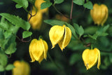 Clematis tangutica | Old Mans Beard | Russian Virgins Bower  | 20_Seeds