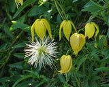 Clematis tangutica | Old Mans Beard | Russian Virgins Bower  | 20_Seeds