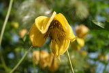 Clematis tangutica | Old Mans Beard | Russian Virgins Bower  | 20_Seeds