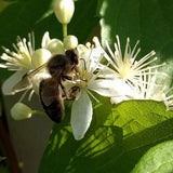 Clematis virginiana | Devils Darning Needles | Virgins Bower | 50_Seeds