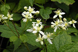 Clematis virginiana | Devils Darning Needles | Virgins Bower | 50_Seeds