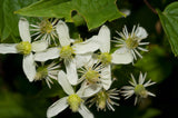 Clematis virginiana | Devils Darning Needles | Virgins Bower | 50_Seeds