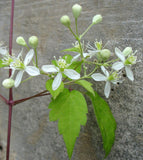 Clematis virginiana | Devils Darning Needles | Virgins Bower | 50_Seeds